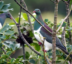 Pigeon at Tree