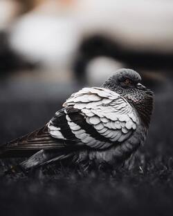 Pigeon Bird Black And White Photo