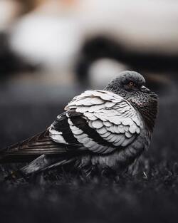 Pigeon Bird Black And White Photo