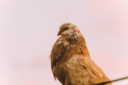 Pigeon Bird Close Up Photo