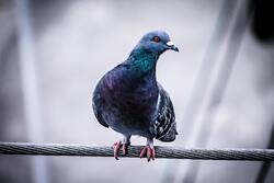 Pigeon Bird High Quality Image
