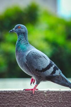 Pigeon Bird Macro Photography