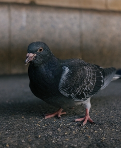 Pigeon Bird on Road Photo