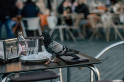 Pigeon Bird Sitting on Table