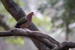 Pigeon Bird Sitting on Tree Branch