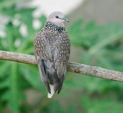 Pigeon Bird Sitting on Tree