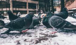 Pigeon Birds During Winter