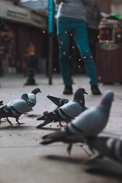 Pigeon Birds on Street