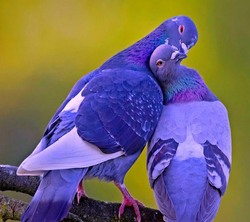 Pigeon Couple in Love Beautiful Pic