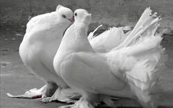 Pigeon Couple Love Photo