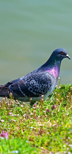 Pigeon Dove in The Grass