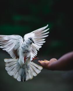 Pigeon Eating from Human Hand