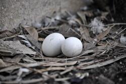 Pigeon Eggs