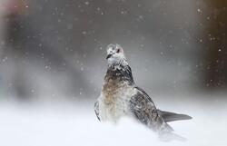 Pigeon in Snow Beautiful Pic