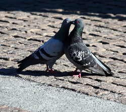 Pigeon Kissing Pic