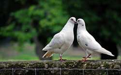 Pigeon Love Wallpaper