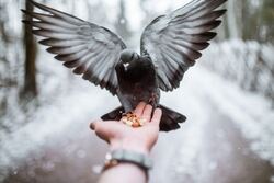 Pigeon On Hand