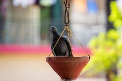 Pigeon Sitting on a Water Pot