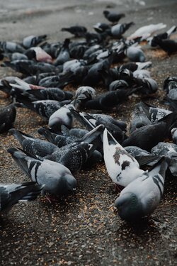 Pigeons Eating Nuts on Wet  Concert