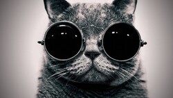 Pilot Cat With Black Glasses