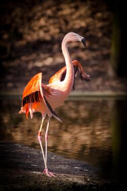 Pink and Orange Flamingo Standing Near Lake