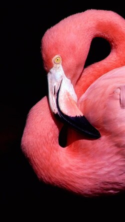 Pink Flamingo Bird