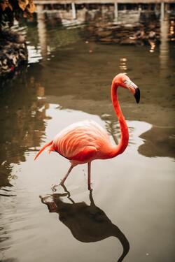 Pink Flamingo on Water