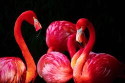 Pink Flamingo Photo