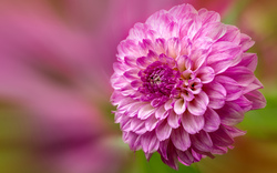 Pink Flower 5K Wallpaper