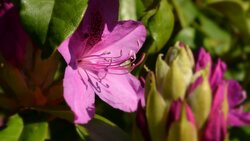 Pink Flower on Tree