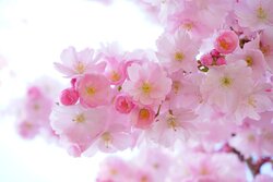 Pink Flower Wallpaper