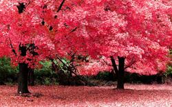 Pink Leaves Tree