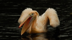 Pink Pelican Swimming in Lake During Night