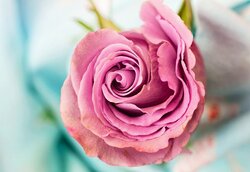 Pink Rose Background