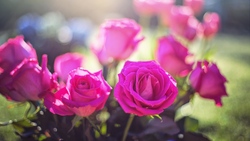 Pink Rose Flower 4K