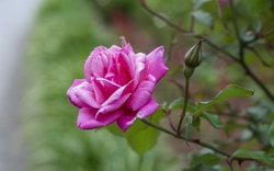 Pink Rose Flower HD Wallpapers