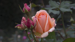Pink Rose Flower Photo