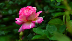 Pink Rose HD Pics