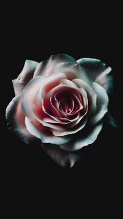 Pink Rose Mobile Black Photo