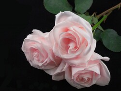 Pink Roses Flower