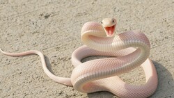 Pink Snake Attack Photo