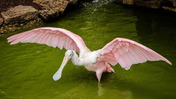 Pink Spoonbill Bird On Water