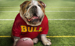 Pitbull Dog Playing Football