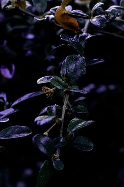 Plant Branch with Purple Leaf