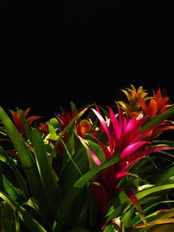 Plant Leaf with Black Background