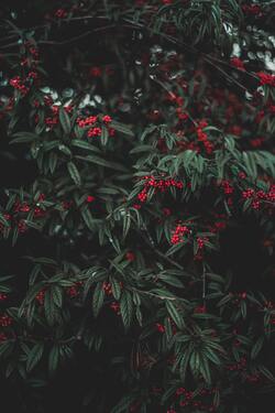 Plant With Red Fruits