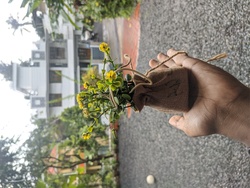 Plastic Plant In Hand