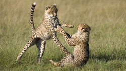 Playing Two Cheetahs