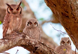 Pleasing Owl Family