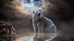 Polar Bear 4K Photography Desktop Background Wallpaper